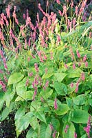 Polygonum amplexicaule syn. Persicaria amplexicaulis 'Firetail'