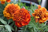 Tagetes 'Fireball'