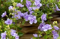 Bacopa 'Double Lavender'