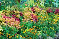 Tagetes - Marigold flowers, Solenostemon - Coleus, Cyperus papyrus - Egyptian Paper Rush, Colocasia - Elephant Ears plants in mixed border