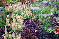 Salvia Mojave 'Red and White Bicolor' - Sage, Alternanthera dentata 'Purple Knight' - Joseph's Coat, Ornamental Grass in border