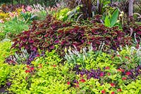 Salvia farinosa - Sage, Pelargonium - Geraniums, Alternanthera dentata 'Purple Knight' - Joseph's Coat, Solenostemon - Coleus in border