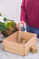 Woman spraying Larix - Larch - cones gold using a cardboard box to contain the spray