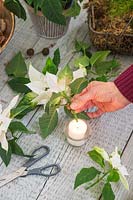 Searing Poinsettia stem in a flame to prevent the sap leaking