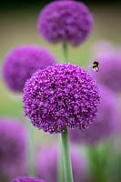 Allium 'Ambassador' with Bumblebee in flight