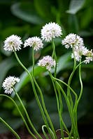 Allium amplectens 'Graceful Beauty' - Narrowleaf Onion