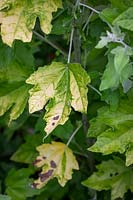 Sun scorched leaf of Populus alba 'Richardii' - White Poplar