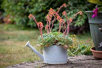 Recycling an old galvanised watering can by using it as a pot for growing Echeveria elegans - Mexican Gem