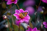 Aglais urticae - Tortoiseshell Butterfly  - on Dahlia Happy Single Juliet syn. 'HS Juliet'  - Happy Single Series