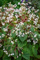 Begonia grandis subsp. evansiana var. 'Alba'