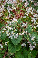 Begonia grandis subsp. evansiana var. 'Alba'