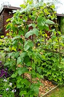 Hazel arch with Runner Beans 'Celebration'