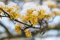 Flowering Cornus mas - Cornelian Cherry branches under snow in March
