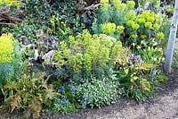 Colourful spring planting in stumpery garden, with Euphorbia, ferns, hellebores, muscari, Narcissus and Pulmonaria. The Stumpery Garden, Arundel Castle, West Sussex, UK.  