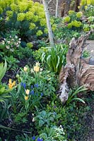 Spring planting of tulips, Muscari, Erythronium, vinca, hellebores and Euphorbia growing around decorative tree stump. The Stumpery Garden, Arundel Castle, West Sussex, UK. 