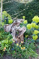 Sculptural tree stump with spring planting of Euphorbia, snakeshead fritillaries, Muscari and tulips in The Stumpery Garden, Arundel Castle, West Sussex, UK. 