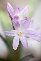 Chionodoxa x forbesii 'Pink Giant' - Glory of the Snow in March. 