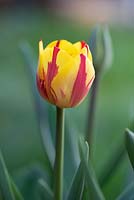 Tulipa 'Helmar' 