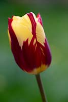 Tulipa 'Helmar' - Tulip 'Helmar' in April. 