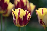Tulipa 'Helmar' 