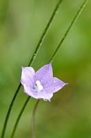 Wahlenbergia grandiflora - Drakensberg bellflower
