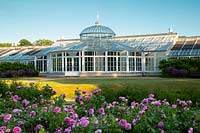 A large bed containing Rosa 'Jacques Cartier' in front of the conservatory at Chiswick House Gardens, Chiswick House, UK