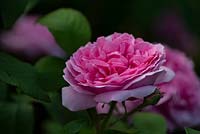 Rosa 'Jacques Cartier' 