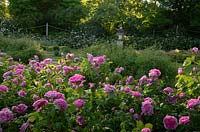 Rosa 'Jacques Cartier' 