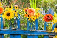 Orange - yellow summer flowers in glass jars attached to a blue wooden fence - tagetes, dahlia, zinnia, sunflower, solidago and rudbeckia.