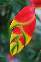 Heliconia rostrata - False bird of paradise