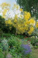 Summer borders with Genista aetnensis, Acanthus spinosus, Monarda 'Gardenview Scarlet' and Lavandula augustifolia 'Hidcote' 