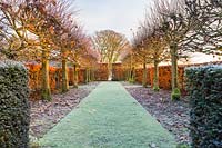 The Lime Allee on a frosty December morning. Planting includes: a beech hedge 'Fagus' and non-suckering limes, Tilia platyphyllos 'Rubra' with their bright red new growth catching the low dawn light.