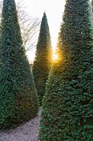 The rising sun behind clipped yew pyramids 'Taxus baccata' in the Well Garden on a frosty December morning