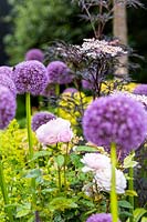 Rosa Olivia Rose Austin 'Ausmixture', Allium 'Globemaster' and Sambucus nigra 'Black Lace'.