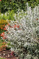 Buddleja 'Silver Anniversary' - Butterfly Bush