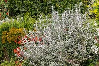 Buddleja 'Silver Anniversary' - Butterfly Bush