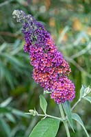 Buddleja 'Firepower' - Butterfly bush 'Firepower'