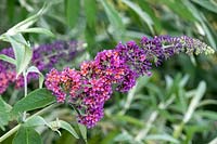 Buddleja 'Firepower' - Butterfly bush 'Firepower'