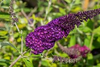 Buddleja 'African Queen' - Butterfly Bush 'African Queen' 