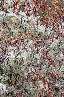 Ramalina farinacea  - Cartilage strap lichen