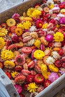 Everlasting flowerheads displayed in wooden tray