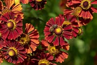 Helenium 'Bonbini'