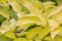 Aralia cordata 'Sun King' - Japanese Spikenard plant with Orthoptera - Grasshopper on leaves