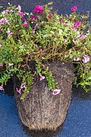 Bacopa - Water Hyssop, Calibrachoa 'Million Bells' and Verbena flowers plant removed from container and showing congested roots