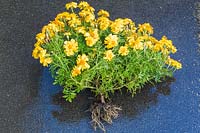 Uprooted Tagetes - French Marigold plant showing root system