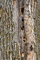 Holes made in deciduous tree trunk by woodpeckers in search of insects