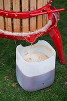 Apple juice pouring from an apple press, extracting the juice from the mashed apples.