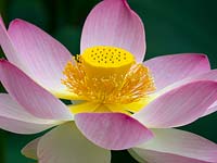 Nelumbo nucifera - Lotus flower - Melbourne Botanic garden, Australia.
