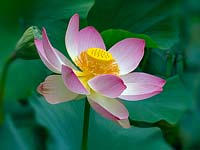 Nelumbo nucifera - Lotus flower - Melbourne Botanic garden, Australia.
