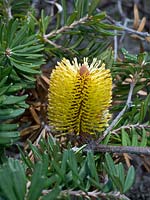 Banksia marginata - Silver banksia